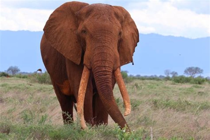 why are elephant tusks so valuable