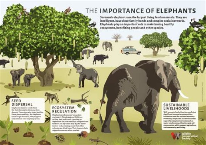 why are elephants important to the ecosystem