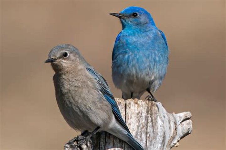 why are female birds less colorful