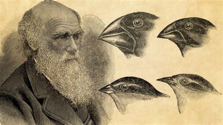 why are finches important to darwin's idea