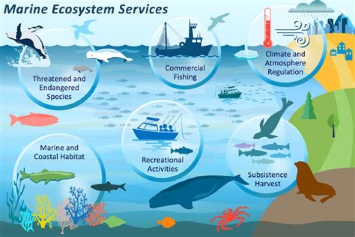 why are fish important to the ecosystem
