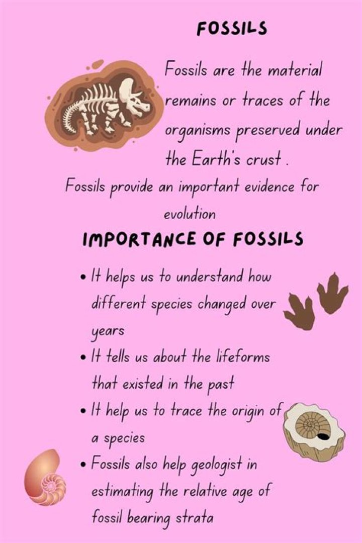 why are fossils so important