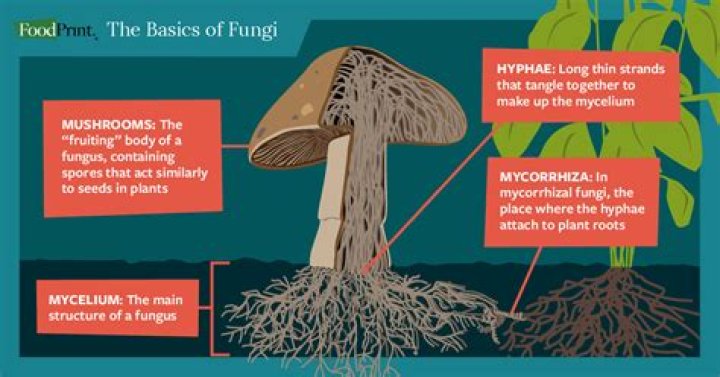 why are fungi important - Lisbd-net.com