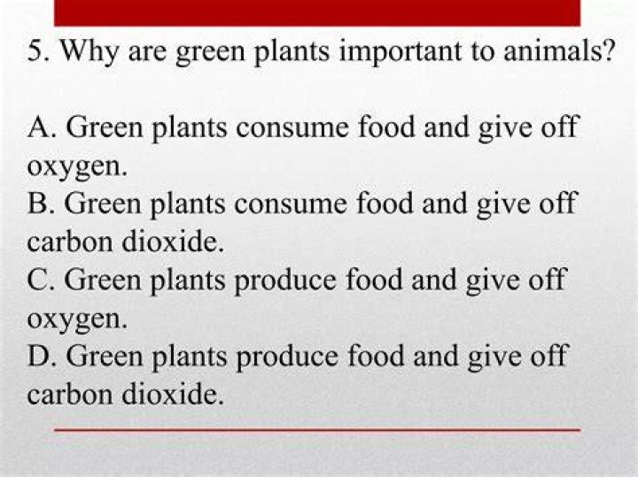 why are green plants important to animals