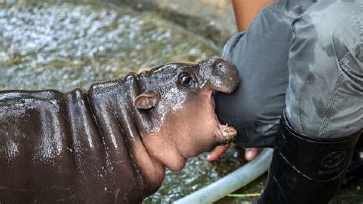 why are hippos fat - Lisbd-net.com
