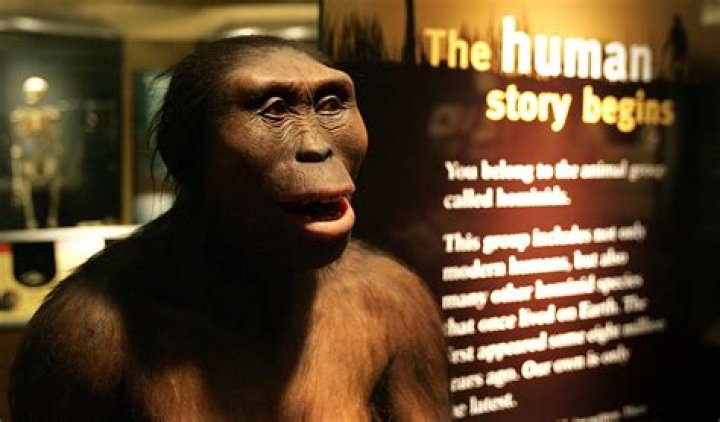why are humans called heterotrophs?