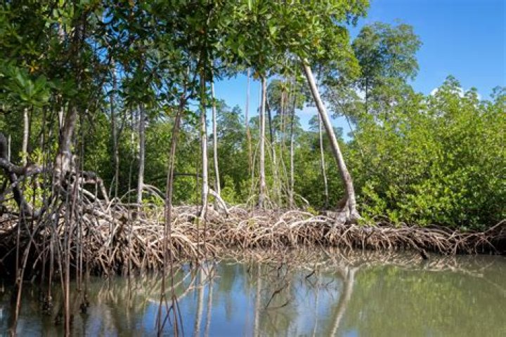 why are mangroves rarely found in freshwater environments