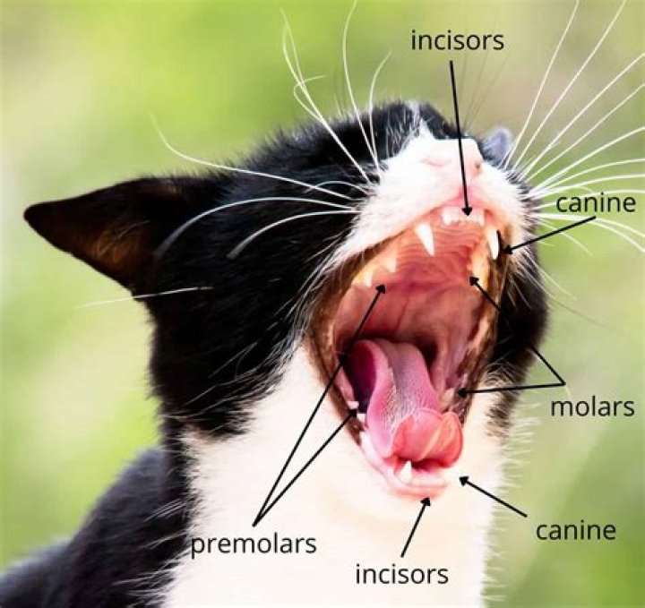why are my cats teeth so small
