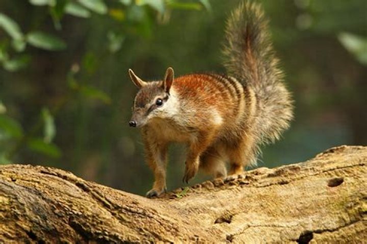 why are numbats endangered - Lisbd-net.com
