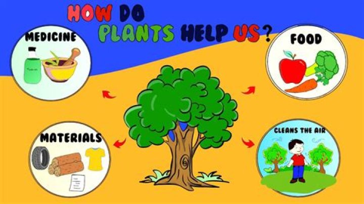 why are plants important for us