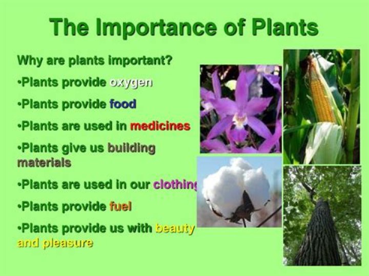 why are plants important to the environment