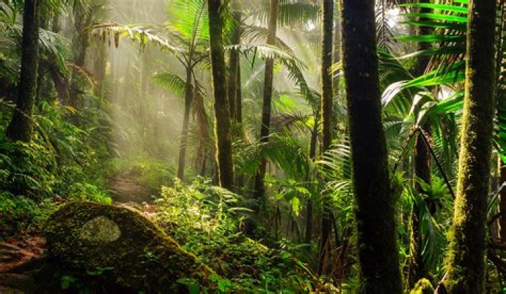 why are rainforests important to the pharmaceutical industry?
