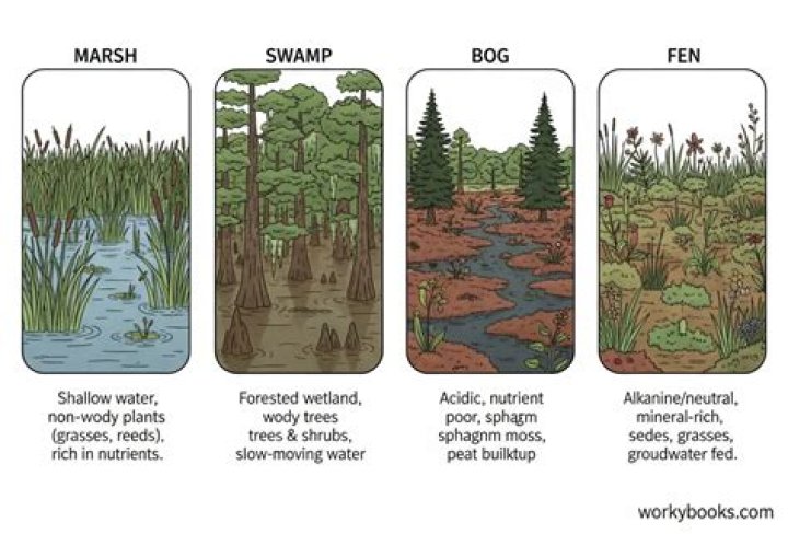 why are rivers less productive than swamps
