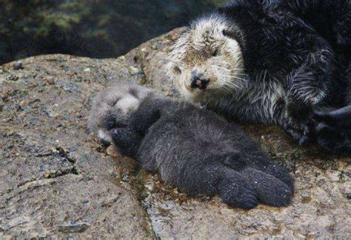 why are sea otters keystone species