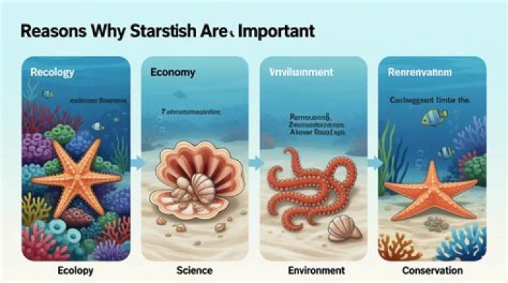 why are starfish important - Lisbd-net.com