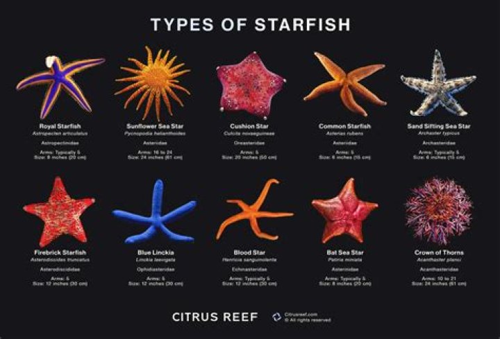 why are starfish referred to as benthic
