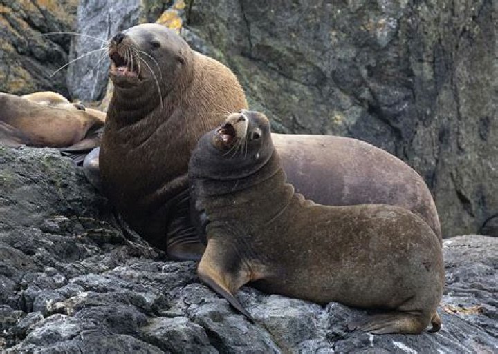 why are steller sea lion endangered