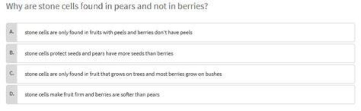 why are stone cells found in pears and not in berries?