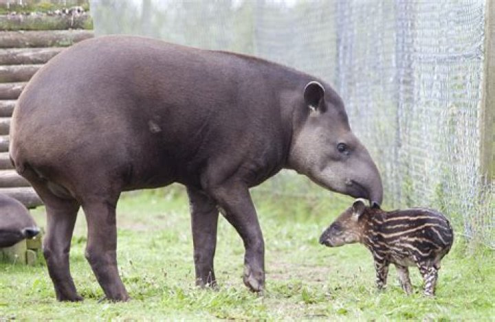 why are tapir endangered - Lisbd-net.com