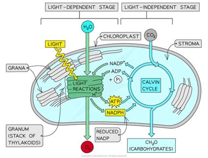 why are the reactions of the calvin cycle called light-independent reactions