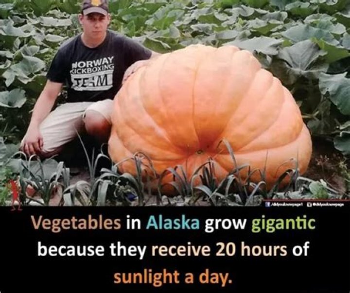 why are the vegetables in alaska of enormous size