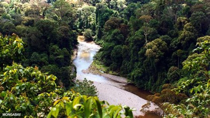 why are there many separate ecosystems in a rainforest
