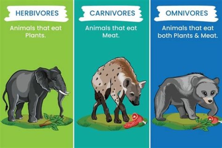 Why Are There More Herbivores Than Carnivores In An Ecosystem?