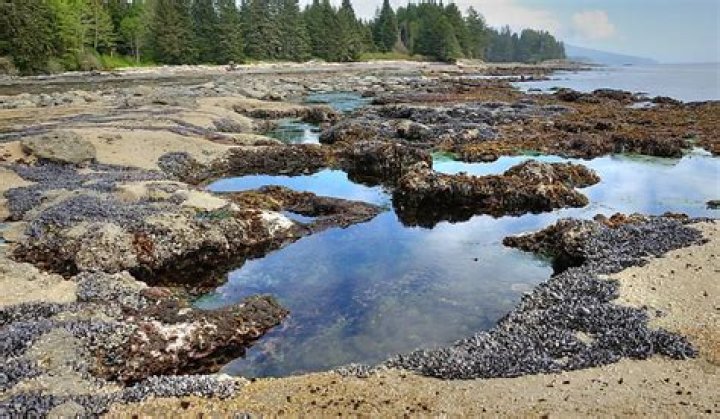 why are tide pools important