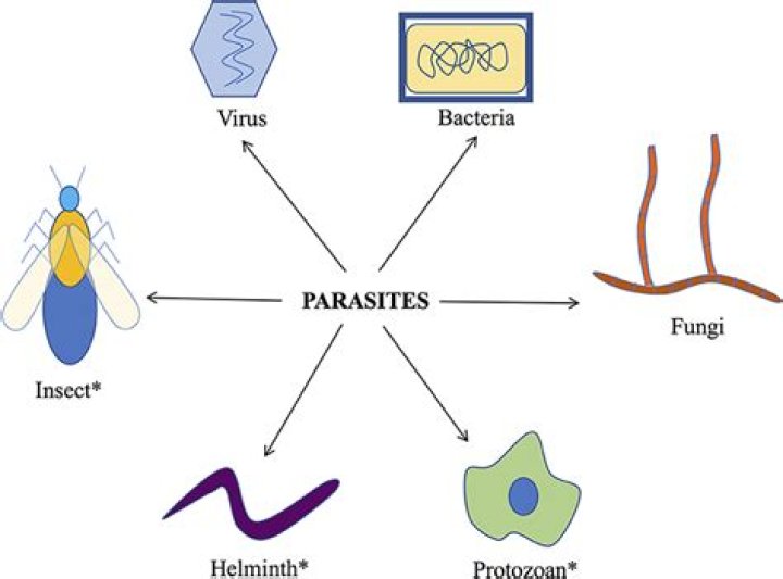 why are viruses considered parasites