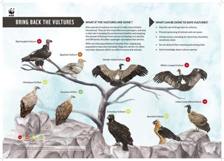 why are vultures important - Lisbd-net.com