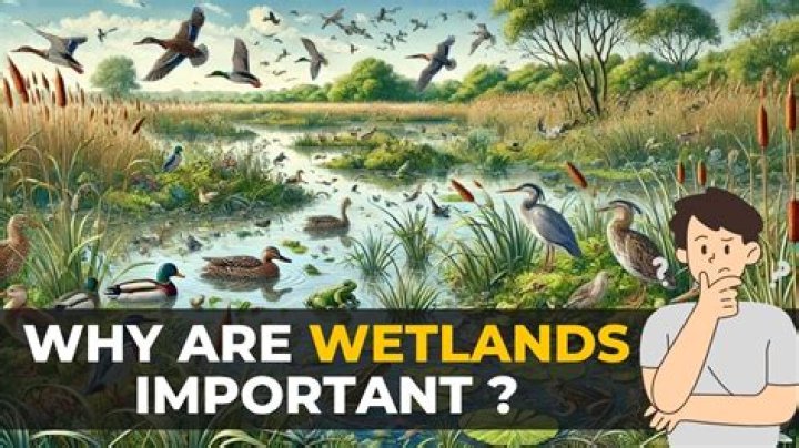 why are wetlands important to humans