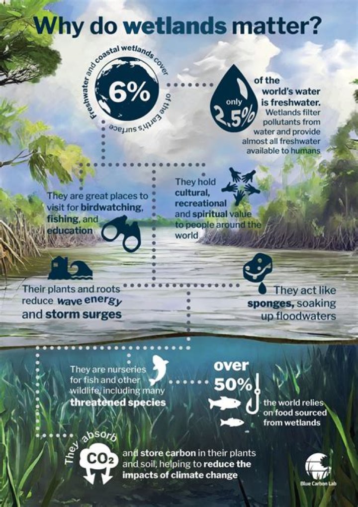why are wetlands valuable - Lisbd-net.com