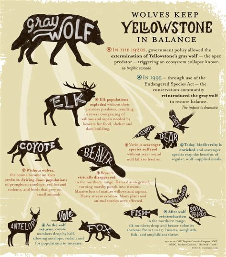 Why Are Wolves A Keystone Species In The Yellowstone Ecosystem??