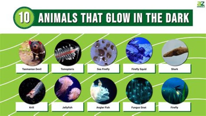 why can't animals make their own food