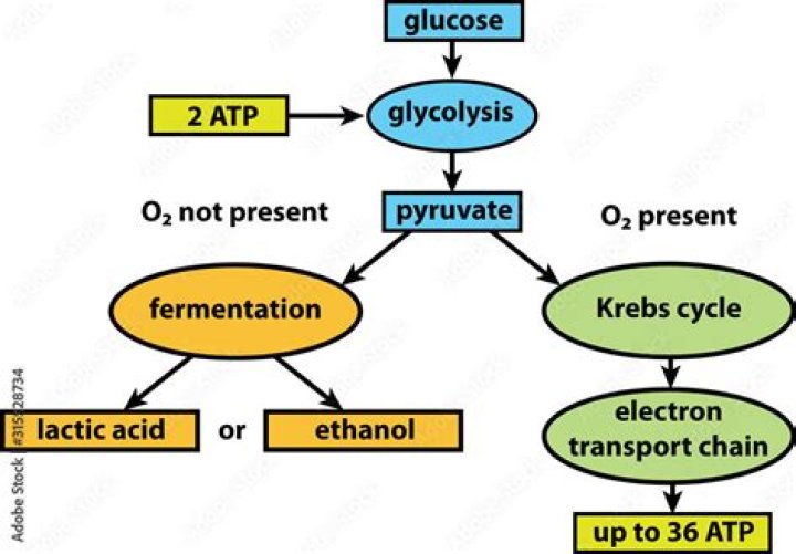 why can glycolysis occur without oxygen