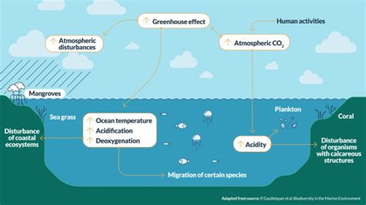 why did scientists conduct the census of marine life