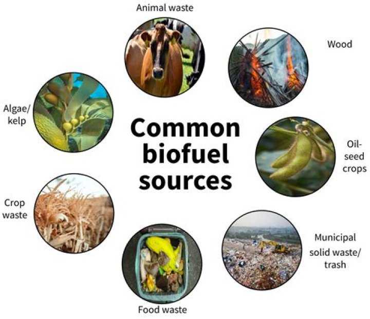 why did searching for unique algae species open new opportunities for their use as a biofuel?