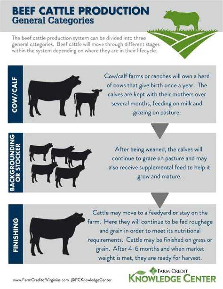 why did the cattle industry became a big business in the late 1800s