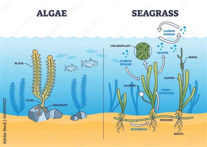 why do all marine algae live near the ocean surface?