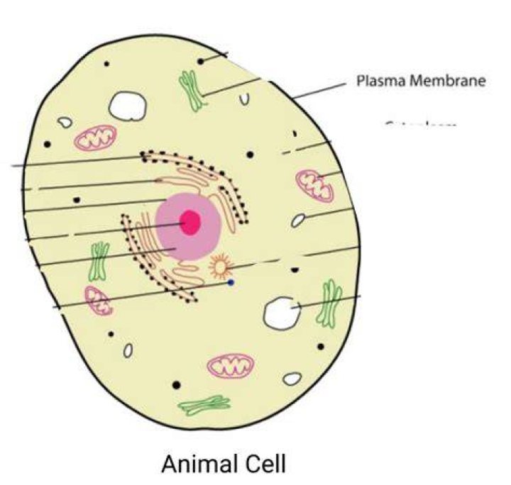 why do animal cells not have a cell wall