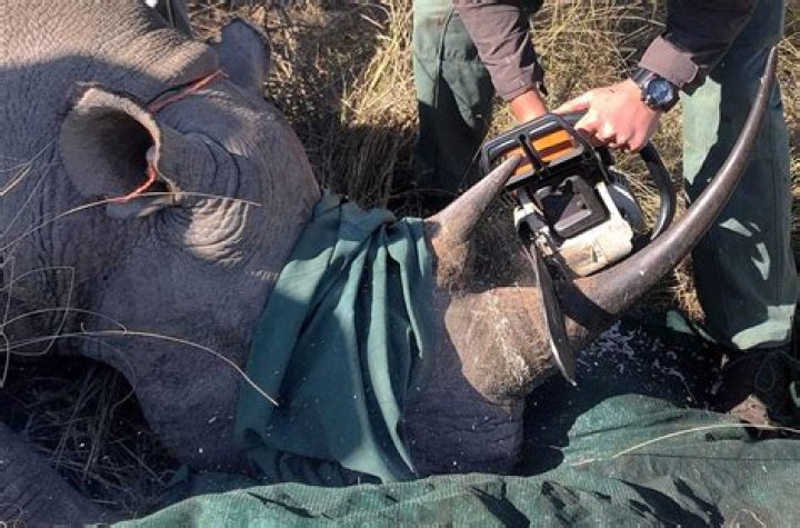 why do bans on ivory trade not stop elephants from being slaughtered?