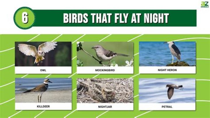 why do birds fly in a pattern