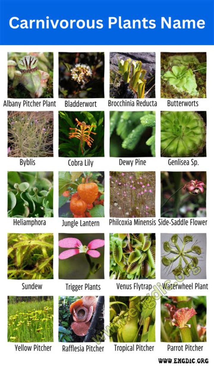why do carnivorous plants eat meat