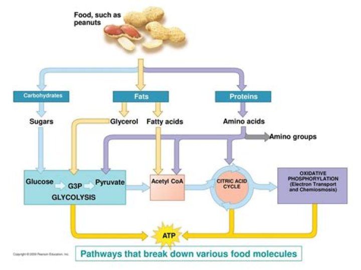 why do cells break down sugars?