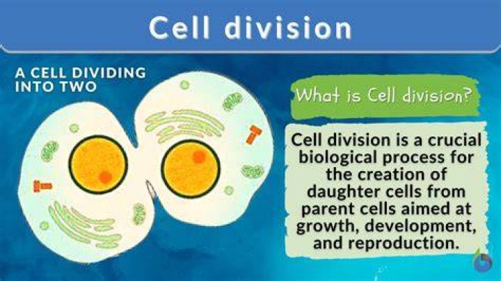 why do cells have to be so small