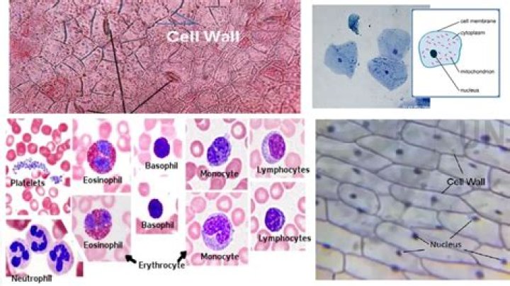 why do cells use fermentation