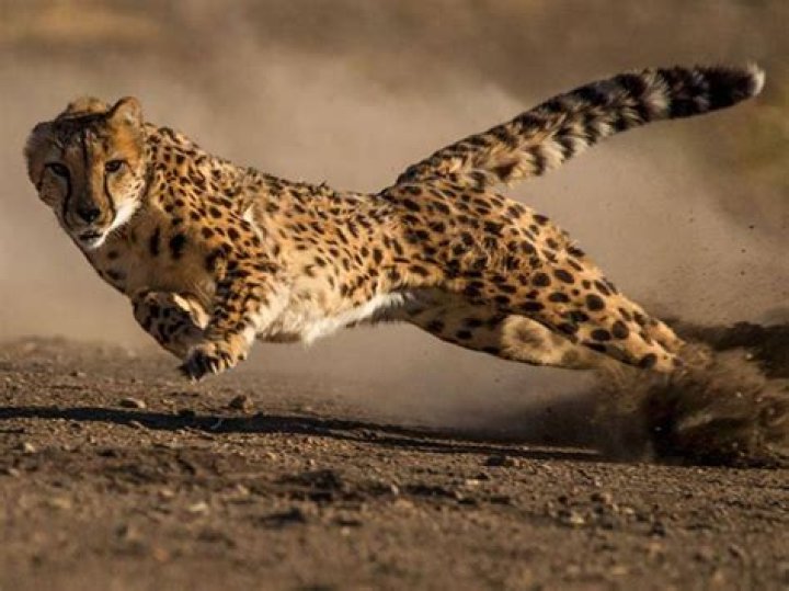 why do cheetahs run so fast