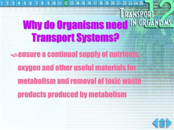 why do complex organisms need transport systems