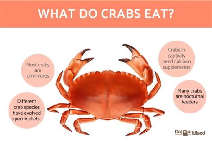 why do crabs migrate - Lisbd-net.com