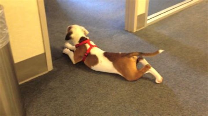 why do dogs crawl on their belly